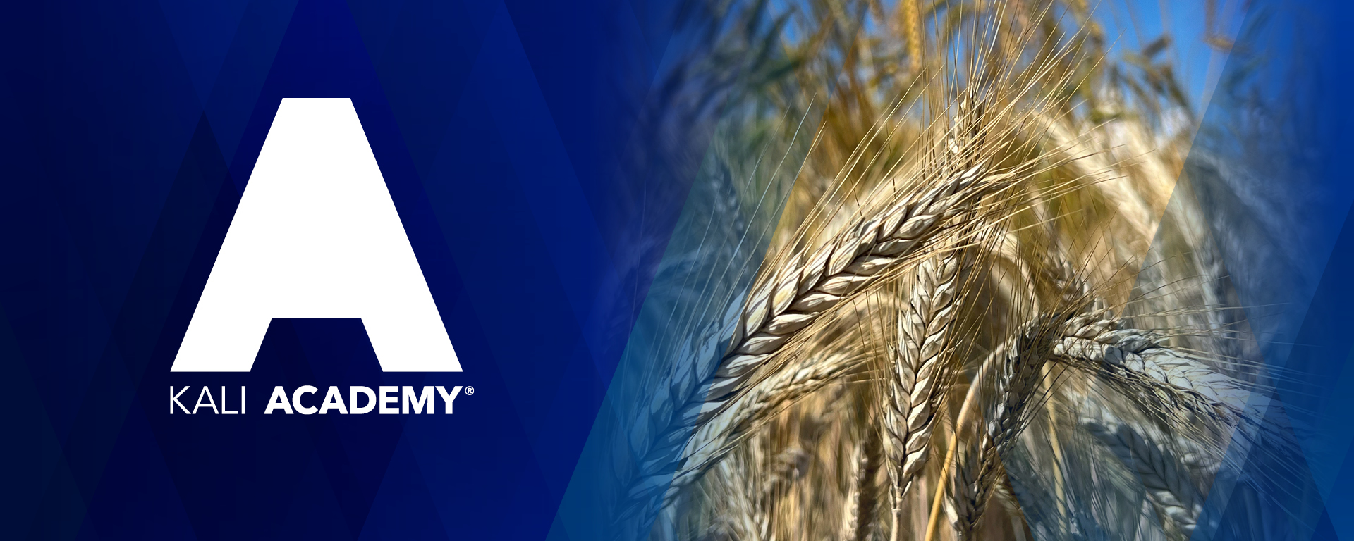 Il logo della KALI ACADEMY su sfondo blu accanto a un primo piano di spighe di cereali